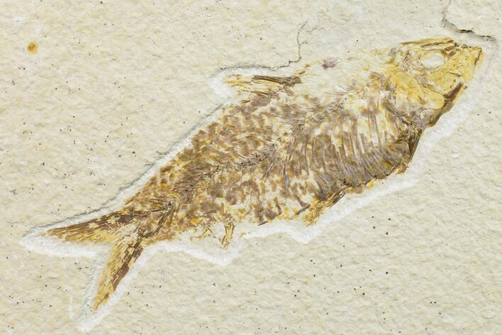 Fossil Fish (Knightia) - Wyoming #159544